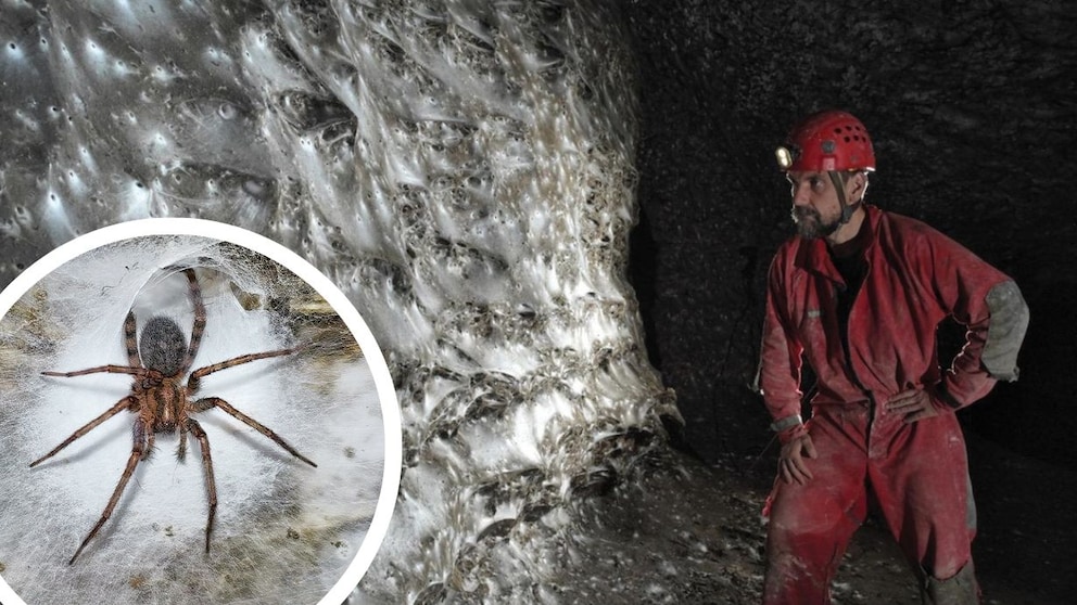 Collage aus dem Kolonie-Spinnennetz in der Sulfur Cave, in der Spinnenkolonien der Art Tegenaria domestica und Prinerigone vagans leben und der Spinnenart Tegenaria domestica in ihrem tunnelförmigen Netz (Kreis)