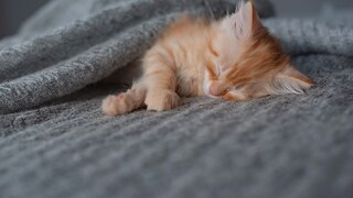 Kleine orangefarbene Katze auf grauer Decke