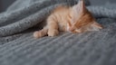 Kleine orangefarbene Katze auf grauer Decke