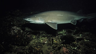 Stumpfnasen-Sechskiemerhai (Hexanchus griseus) im Wasser