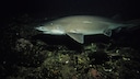Stumpfnasen-Sechskiemerhai (Hexanchus griseus) im Wasser