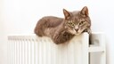 Katze liegt auf der Heizung