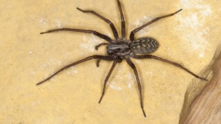 Grosse Hauswinkelspinne (Tegenaria gigantea, Tegenaria atrica), Weibchen, Aufsicht, Deutschland | giant European house spider, giant house spider, larger house spider, cobweb spider (Tegenaria gigantea, Tegenaria atrica), female, Germany