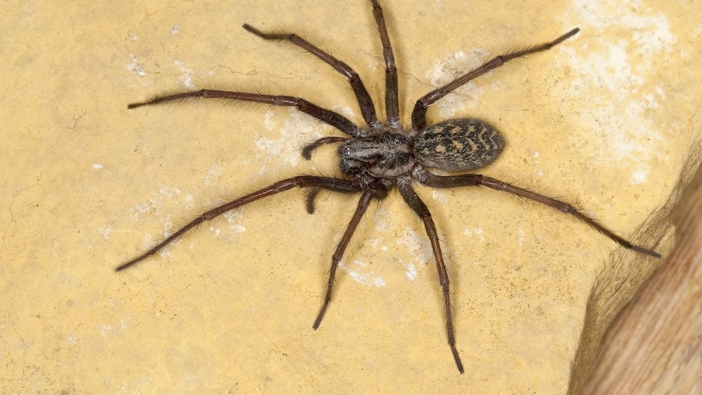 Grosse Hauswinkelspinne (Tegenaria gigantea, Tegenaria atrica), Weibchen, Aufsicht, Deutschland | giant European house spider, giant house spider, larger house spider, cobweb spider (Tegenaria gigantea, Tegenaria atrica), female, Germany