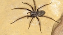 Grosse Hauswinkelspinne (Tegenaria gigantea, Tegenaria atrica), Weibchen, Aufsicht, Deutschland | giant European house spider, giant house spider, larger house spider, cobweb spider (Tegenaria gigantea, Tegenaria atrica), female, Germany