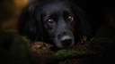 Hund im Dunkeln