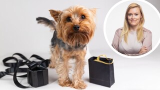 Zum Cyber Monday gibt es tolle Deals für Hundhalter. PETBOOK-Redakteurin Louisa Stoeffler hat die besten Angebote zusammengestellt.