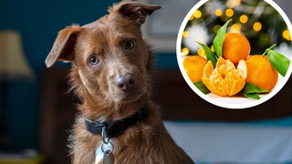 Hund mit Mandarine