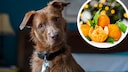 Hund mit Mandarine