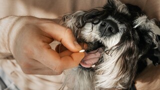 Hund, der eine Tablette ins Maul bekommt
