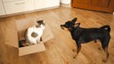 Katze sitzt in einem Karton auf dem Boden, ein Pinscher schaut sie an
