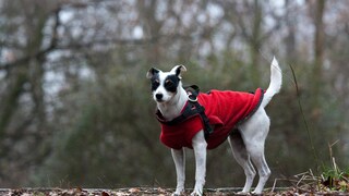 Ein Jack Russell Terrier in einem Wintermantel