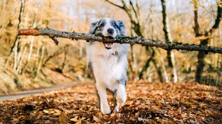 Border-Collie trägt riesigen Ast im Maul