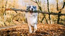 Border-Collie tr&auml;gt riesigen Ast im Maul