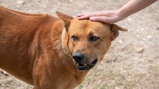 Ridgeback, der am Kopf gestreichelt wird