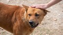 Ridgeback, der am Kopf gestreichelt wird