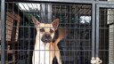 Kleiner Hund im K&auml;fig