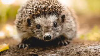 Kleiner Igel schaut in die Kamera