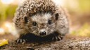 Kleiner Igel schaut in die Kamera