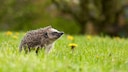 Igel (Erinaceus europaeus) auf einer Wiese mit L&ouml;wenzahn