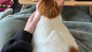 Kater Remo liegt auf dem Schoß