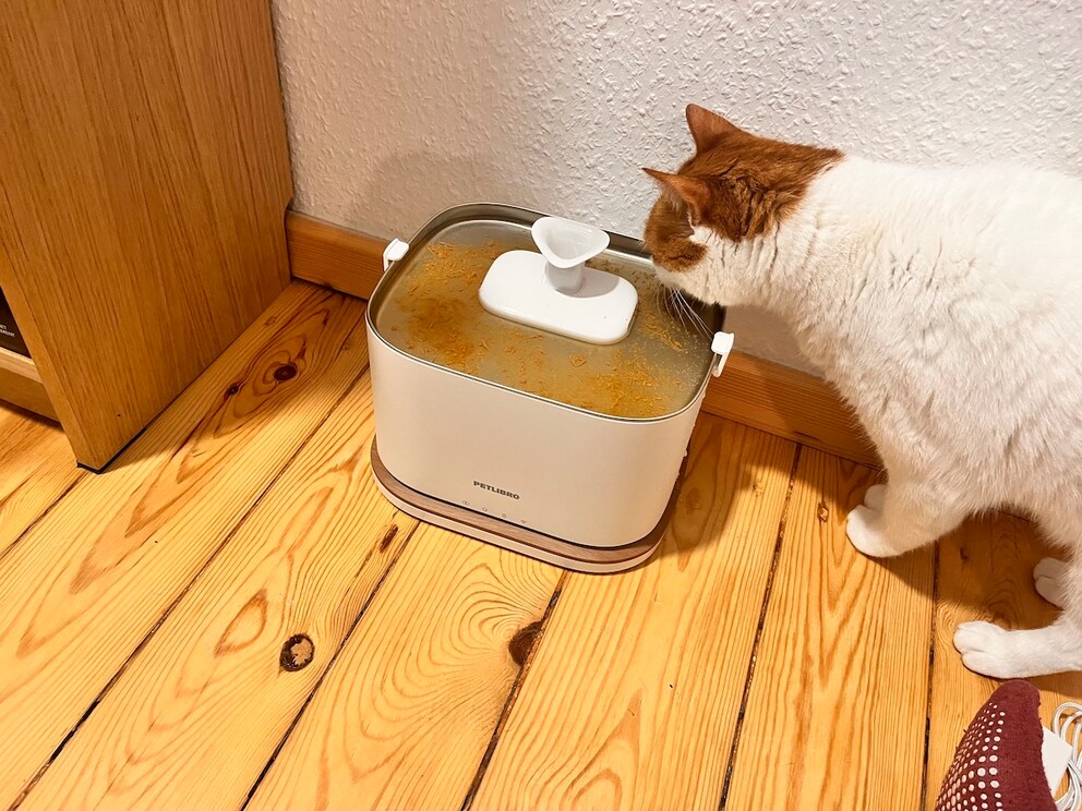Remo drinks cat soup from the Petlibro Dockstream 2