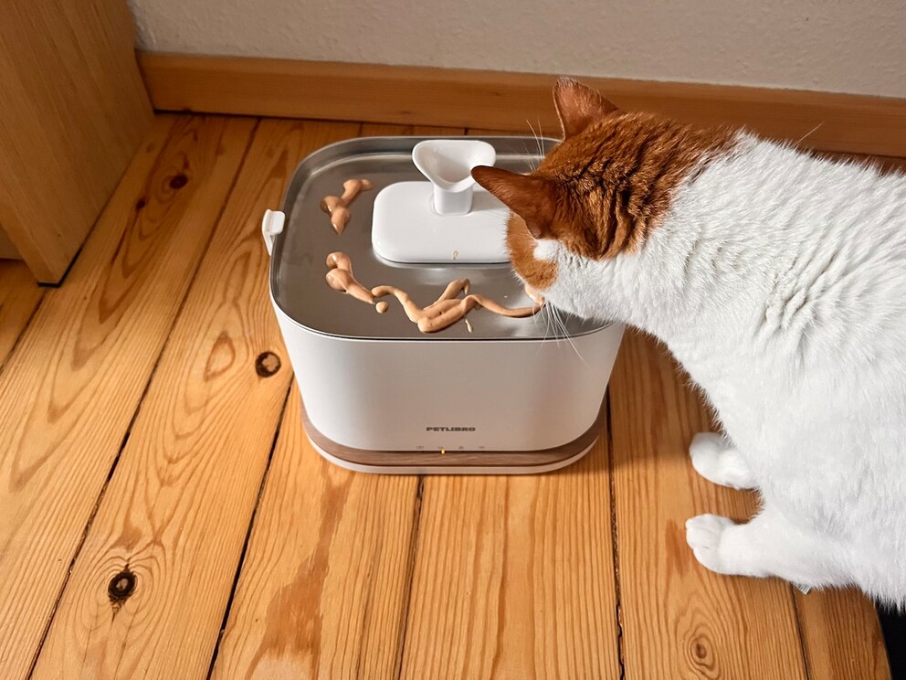Remo takes lickable paste from the water fountain