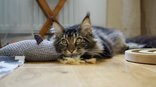 Katze liegt gelangweilt neben Spielzeug auf dem Boden