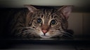 Katze versteckt sich &auml;ngstlich unter einem Schrank