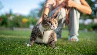 Katze geht an Leine Gassi