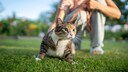 Katze geht an Leine Gassi