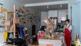 Katze sitzt in kleiner, zugestellter Wohnung