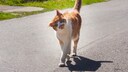 Katze sch&uuml;ttelt ihren Kopf, l&auml;uft auf einer Stra&szlig;e