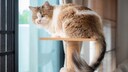 Katze liegt auf ihrem Kratzbaum, schaut hinaus und wedelt mit dem Schwanz