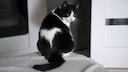 Schwarz-weiße Katze mit gelben Augen schaut in die Kamera