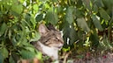 Seitenansicht einer gestreifeten Katze im Geb&uuml;sch