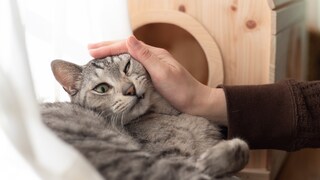 Katze wird auf der Fensterbank gestreichelt, obwohl sie dies nicht möchte