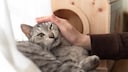 Katze wird auf der Fensterbank gestreichelt, obwohl sie dies nicht m&ouml;chte