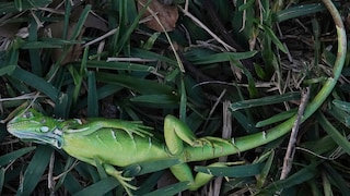 Ein betäubter Leguan liegt im Cherry Creek Park in Florida