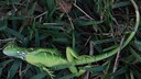 Ein betäubter Leguan liegt im Cherry Creek Park in Florida