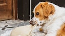 Hund, der ein Kissen zerpfl&uuml;ckt