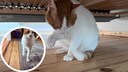 Remo hat eine dicke Pfote und humpelt