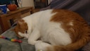 Kater Remo kuschelt auf der Couch