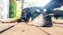 Eine Studie entlockt nun Rottweilern, die &uuml;ber 13 Jahre alt sind, ihre Geheimnisse f&uuml;r ein langes Leben