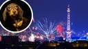 Collage aus Berliner Skyline zu Silvester und Dackel mit &auml;ngstlichem Blick