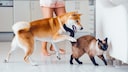 Shiba Inu und Siamkatze leben in tierischer WG nicht gut zusammen