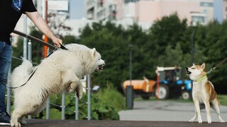 Zwei Hunde, die sich gegenseitig an der Leine anpöbeln