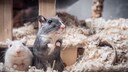 Zwei M&auml;use als Haustiere in ihrem K&auml;fig