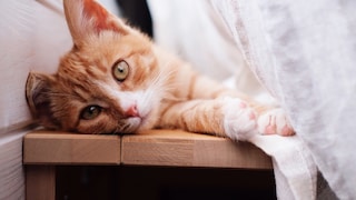 Katze liegt hinter einem Vorhang auf einer Bank