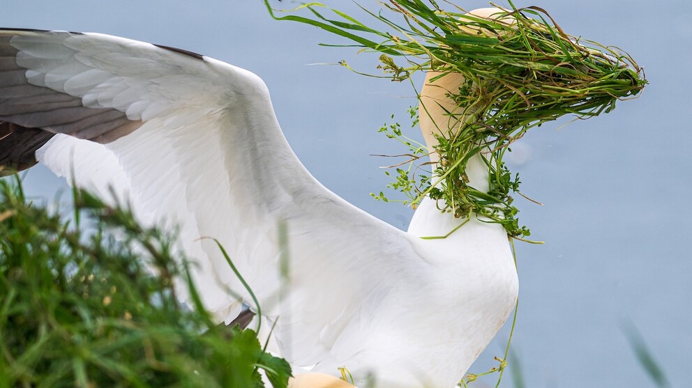 Gannet with nesting material blowing into its face